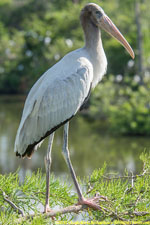 wood stork